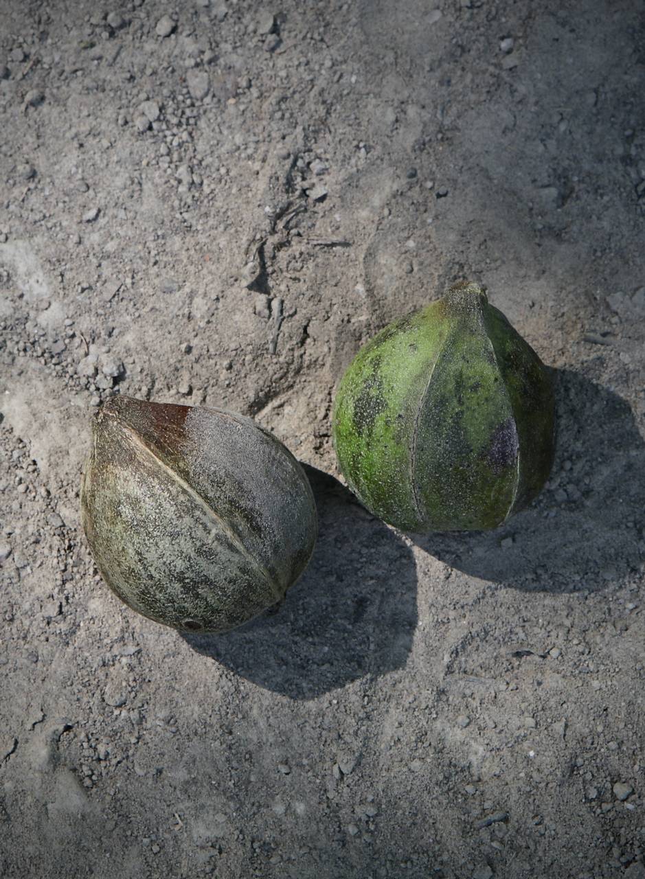 Photo of Laney's Hickory